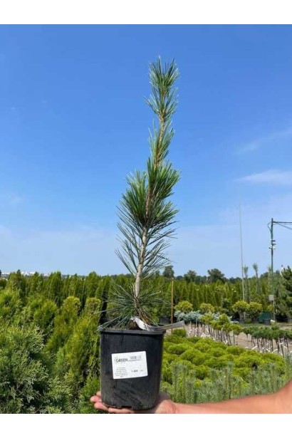 Сосна Вандервулф Пірамід купити саджанець